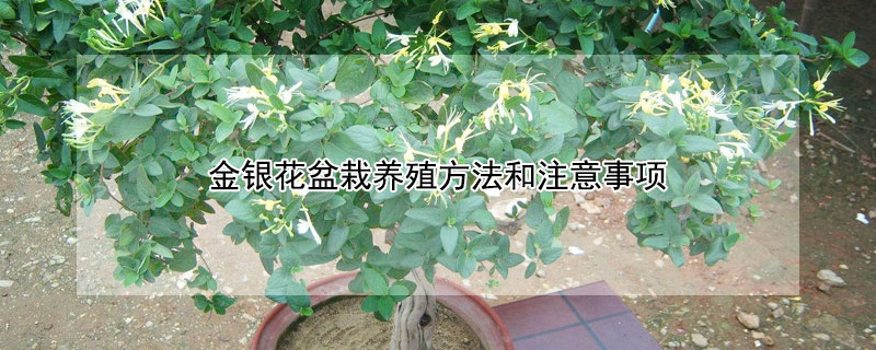 金銀花盆栽養殖方法和注意事項