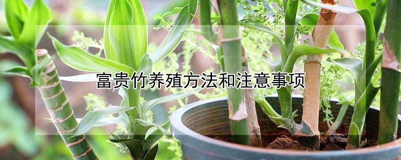 富貴竹養殖方法和注意事項