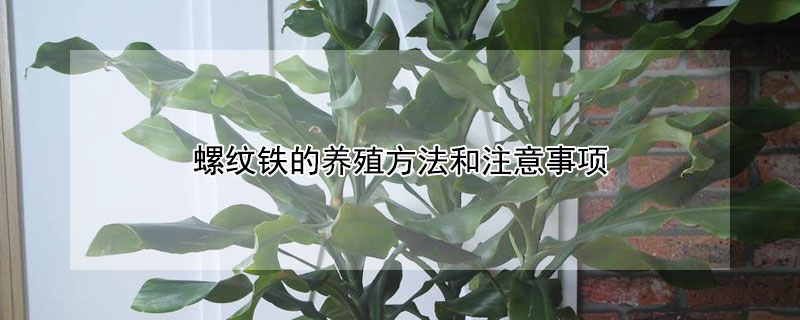 螺紋鐵的養殖方法和注意事項