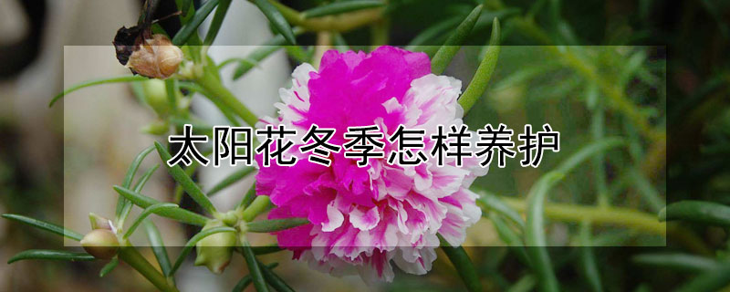 太陽花冬季怎樣養(yǎng)護