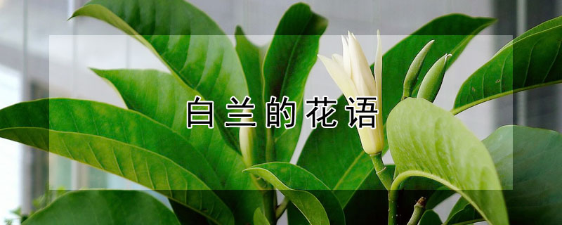 白蘭的花語(yǔ)