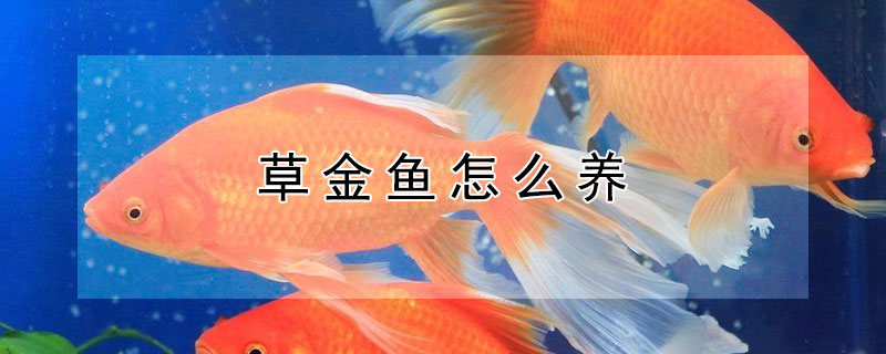 草金魚怎么養