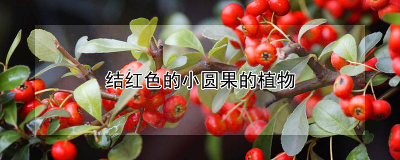 結(jié)紅色的小圓果的植物