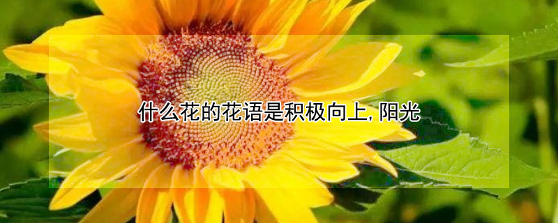 什么花的花語(yǔ)是積極向上,陽(yáng)光