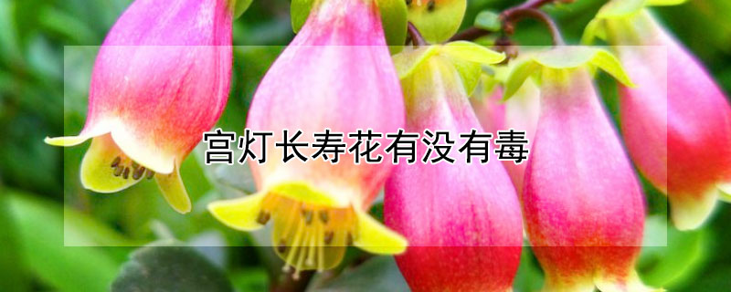 宮燈長壽花有沒有毒