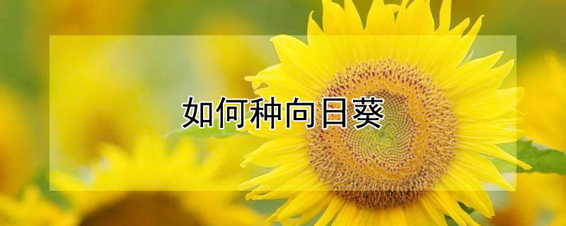 如何種向日葵