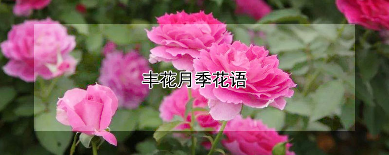 豐花月季花語