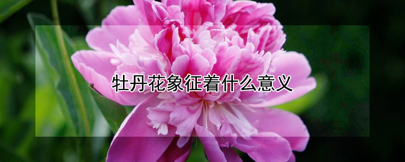 牡丹花象征著什么意義