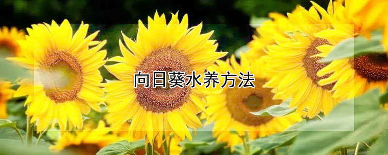 向日葵水養(yǎng)方法