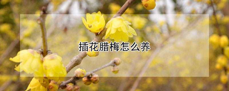 插花臘梅怎么養