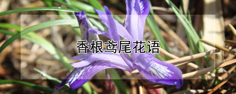 香根鳶尾花語