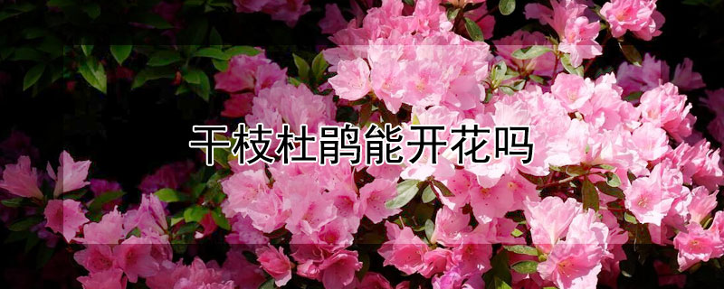 干枝杜鵑能開花嗎