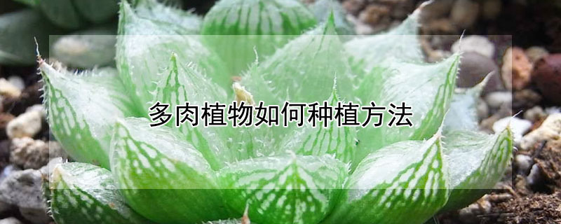 多肉植物如何種植方法