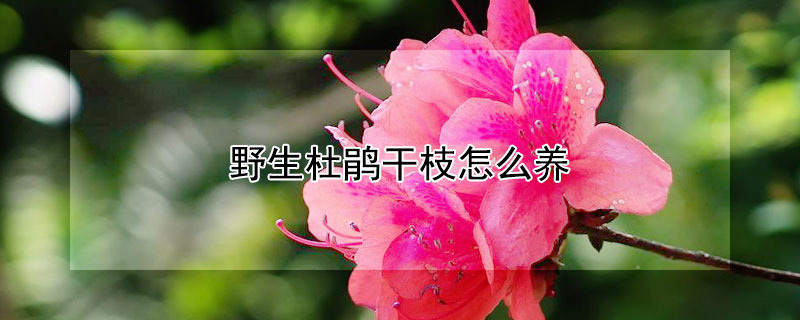 野生杜鵑干枝怎么養(yǎng)