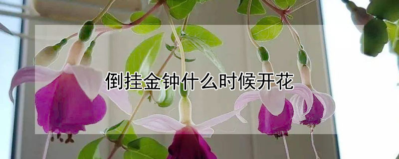 倒掛金鐘什么時候開花