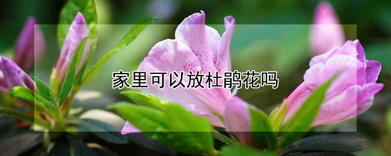 家里可以放杜鵑花嗎