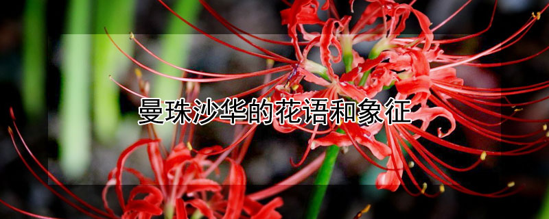 曼珠沙華的花語和象征