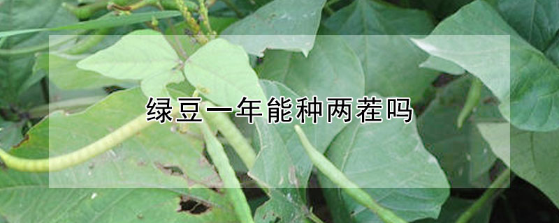 綠豆一年能種兩茬嗎