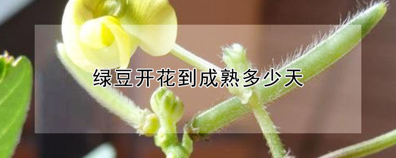 綠豆開花到成熟多少天