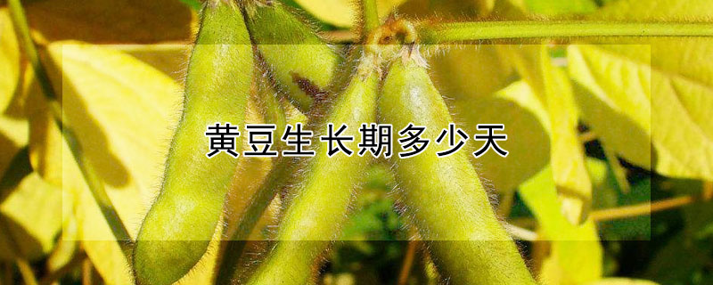 黃豆生長期多少天