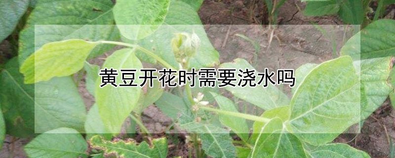 黃豆開(kāi)花時(shí)需要澆水嗎