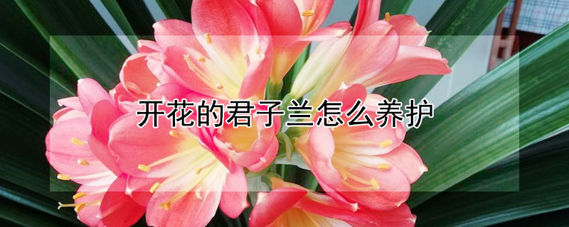 開(kāi)花的君子蘭怎么養(yǎng)護(hù)