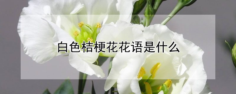 白色桔梗花花語是什么