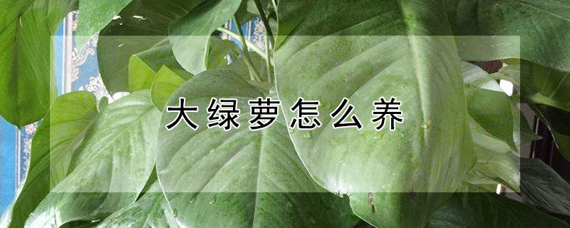 大綠蘿怎么養(yǎng)