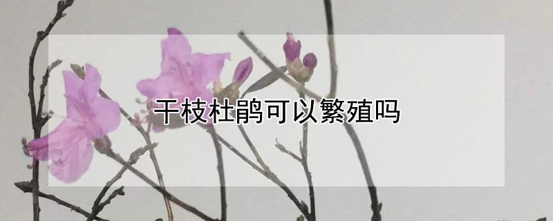 干枝杜鵑可以繁殖嗎