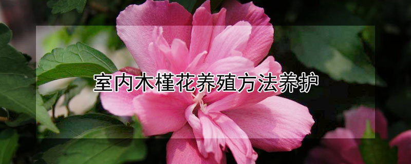 室內(nèi)木槿花養(yǎng)殖方法養(yǎng)護