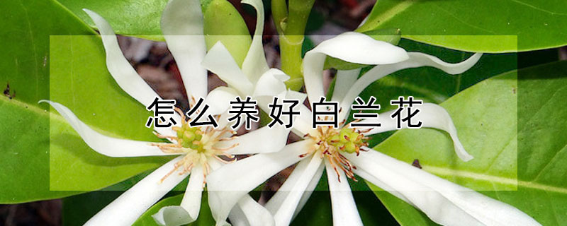 怎么養(yǎng)好白蘭花