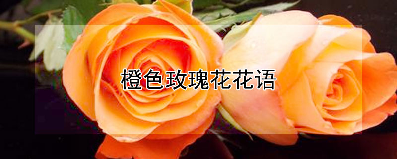 橙色玫瑰花花語