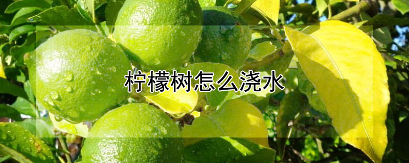 檸檬樹(shù)怎么澆水