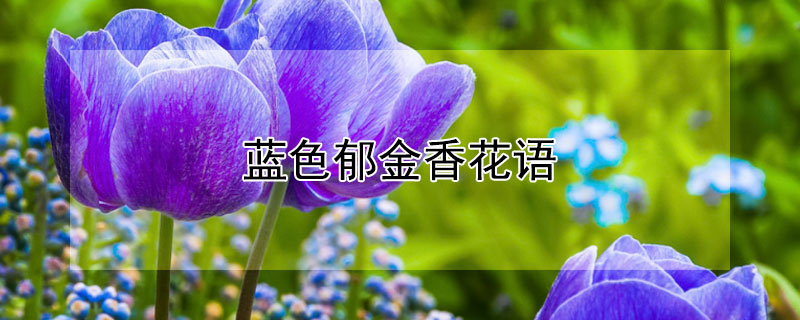 藍色郁金香花語