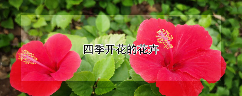 四季開花的花卉