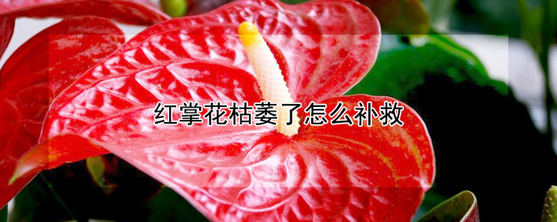 紅掌花枯萎了怎么補救