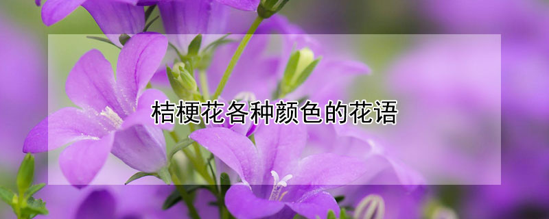 桔梗花各種顏色的花語