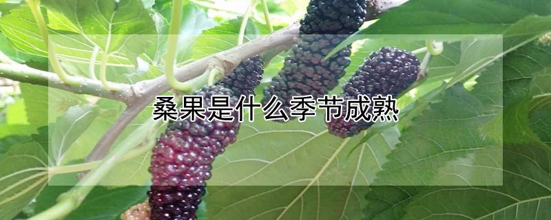 桑果是什么季節成熟