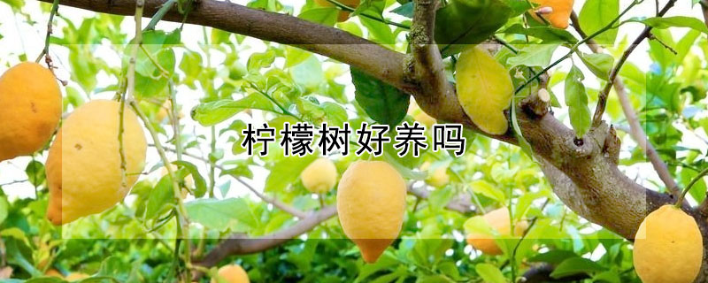 檸檬樹(shù)好養(yǎng)嗎