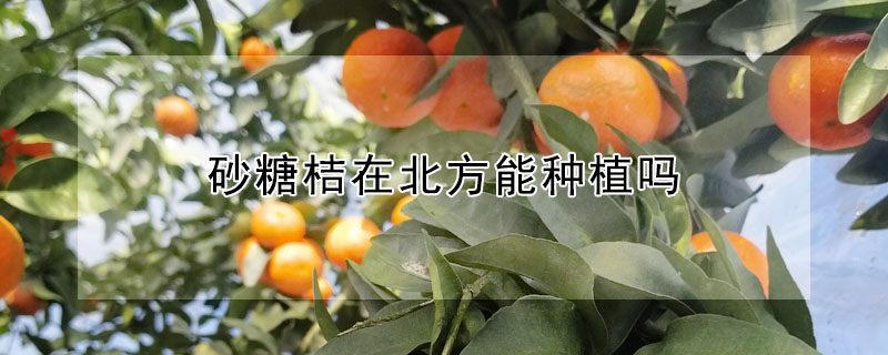 砂糖桔在北方能種植嗎