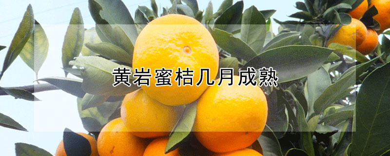 黃巖蜜桔幾月成熟