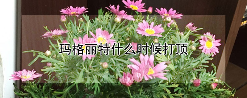 瑪格麗特什么時(shí)候打頂