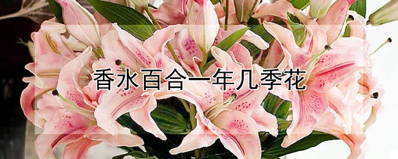 香水百合一年幾季花