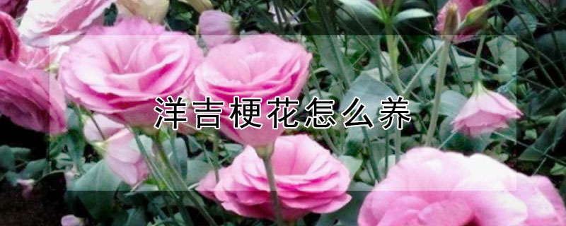 洋吉梗花怎么養(yǎng)