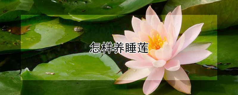 怎樣養(yǎng)睡蓮