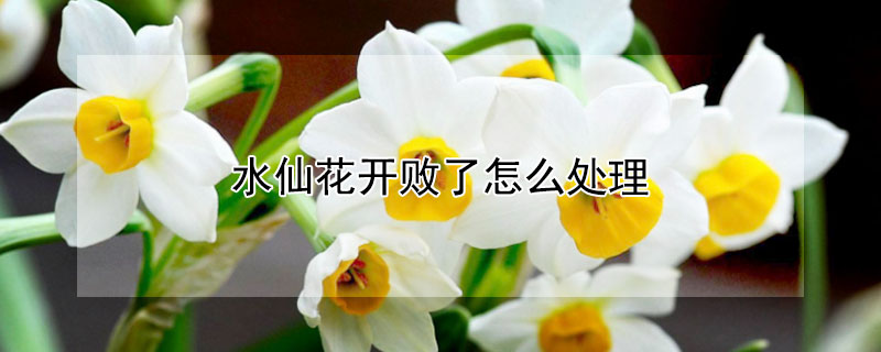 水仙花開(kāi)敗了怎么處理