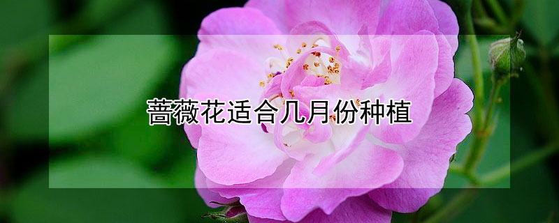 薔薇花適合幾月份種植