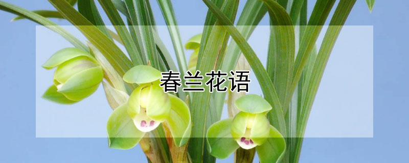 春蘭花語