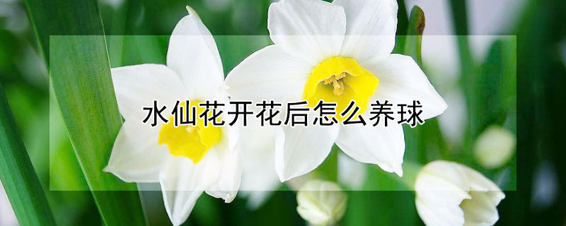 水仙花開花后怎么養球