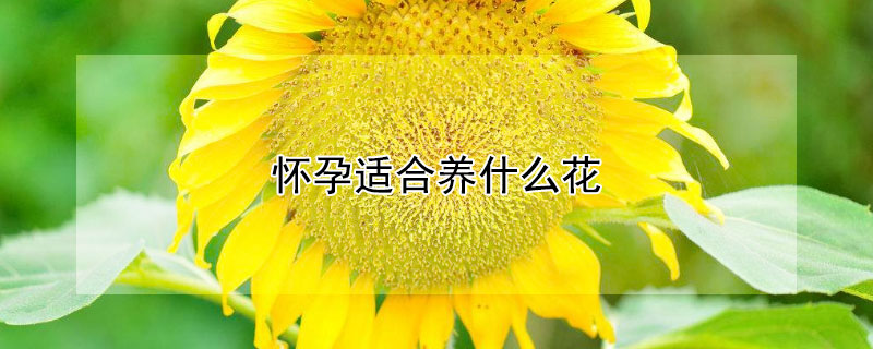 懷孕適合養什么花